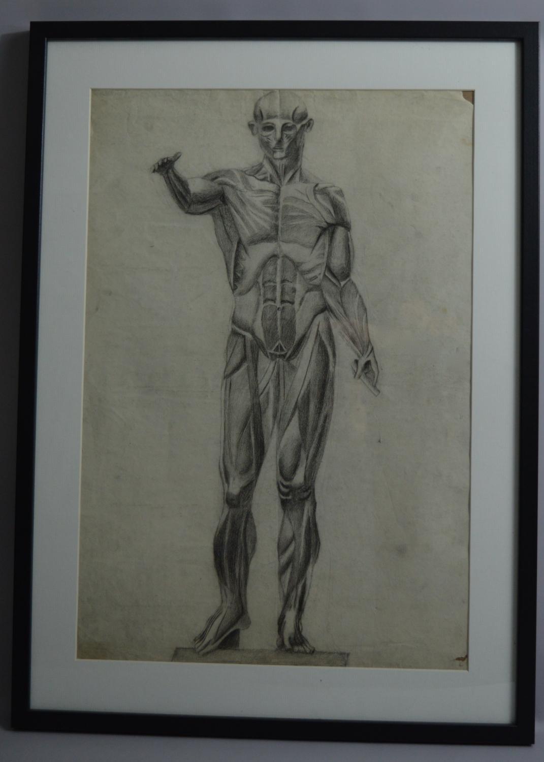 Anatomical Charcoal Drawing Of A Man