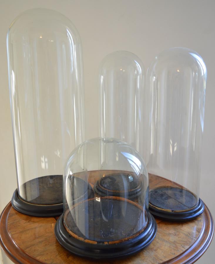 Victorian Glass Domes