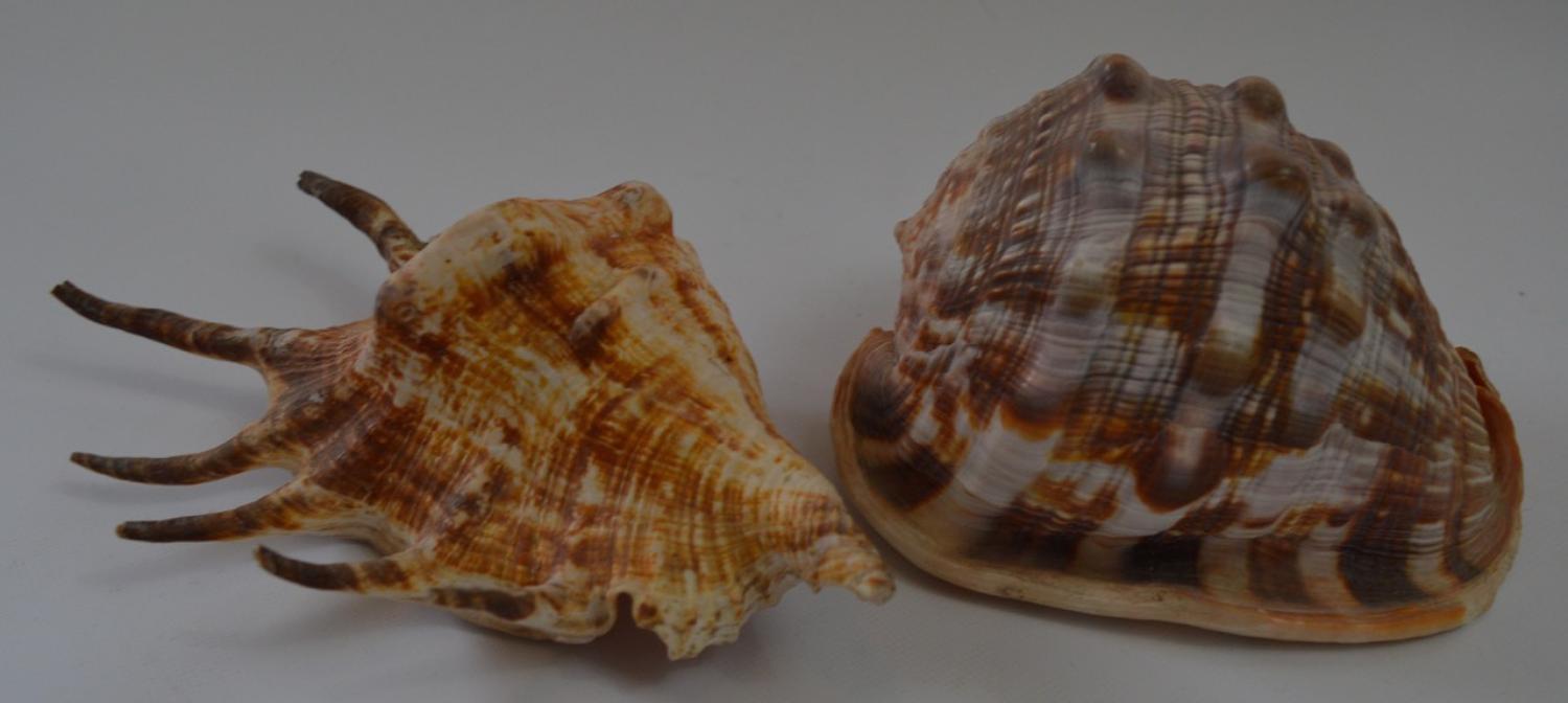 2 Decorative Sea Shells