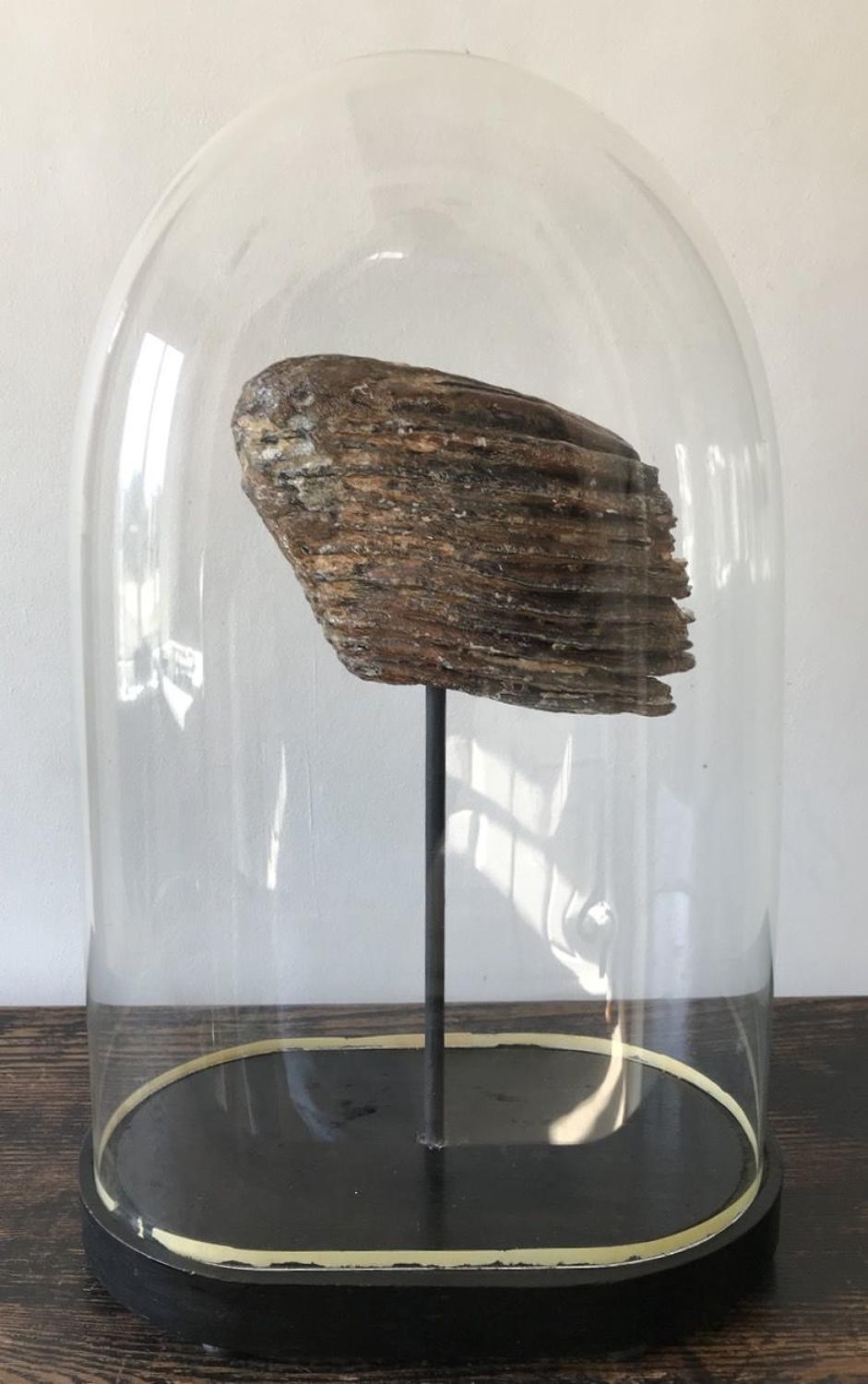 WOOLLY MAMMOTH TOOTH