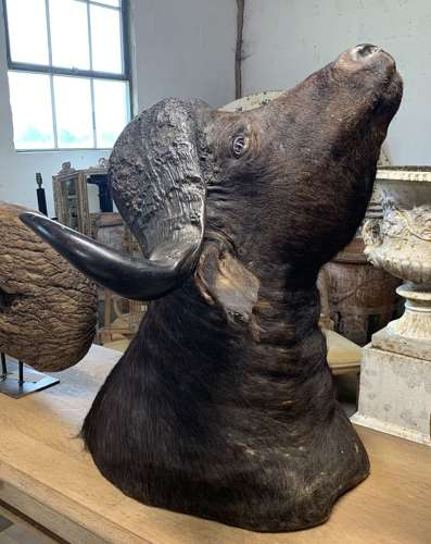 LARGE CAPE BUFFALO TAXIDERMY SHOUDER MOUNT