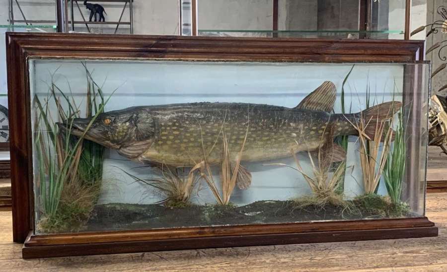 ANTIQUE TAXIDERMY PIKE