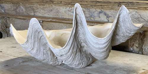 ANTIQUE GIANT CLAM SHELL