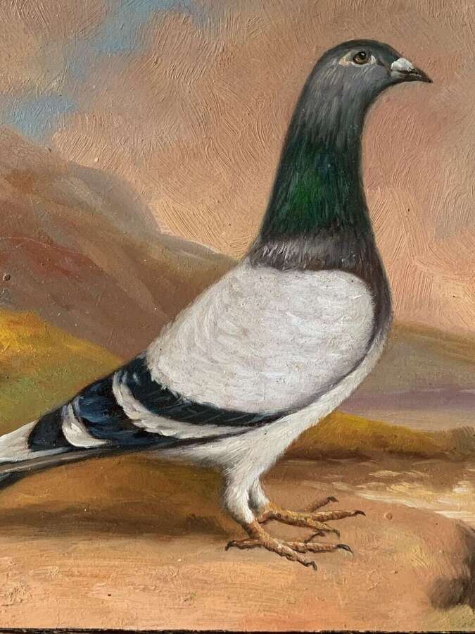Racing Pigeon Oil Painting