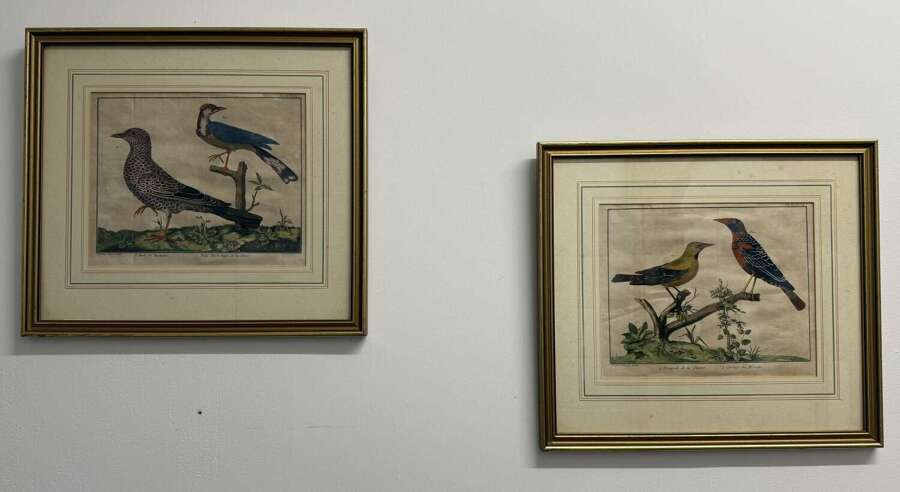 Pair Of 18th Century Bird Engravings