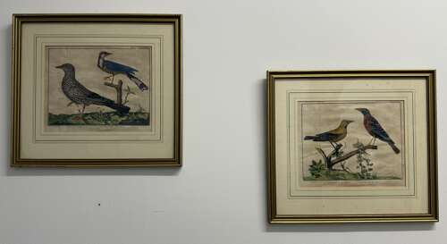 Pair Of 18th Century Bird Engravings