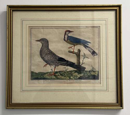 Pair Of 18th Century Bird Engravings
