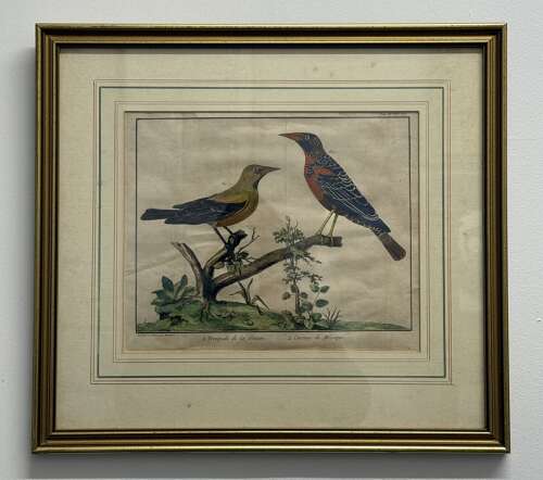 Pair Of 18th Century Bird Engravings