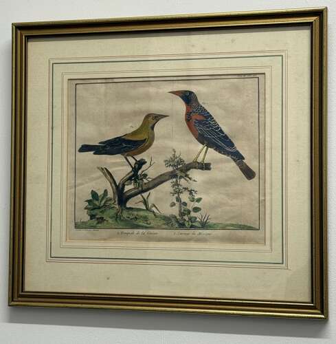 Pair Of 18th Century Bird Engravings