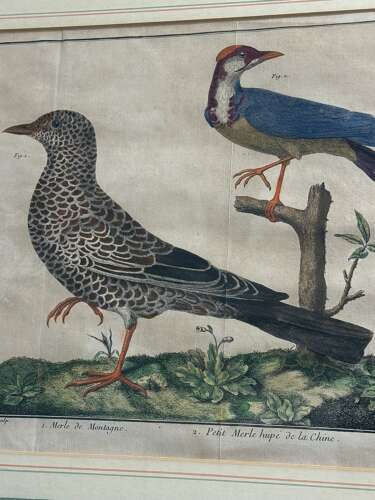 Pair Of 18th Century Bird Engravings