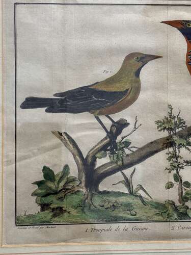 Pair Of 18th Century Bird Engravings