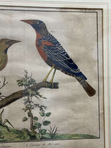 Pair Of 18th Century Bird Engravings