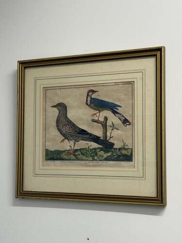 Pair Of 18th Century Bird Engravings