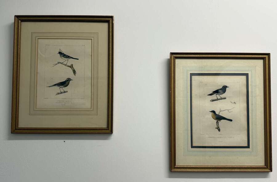 Pair Of 19th Century Bird Engravings
