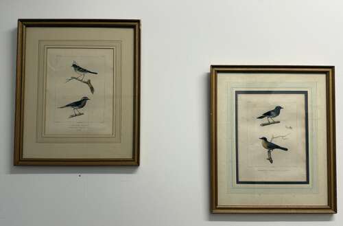 Pair Of 19th Century Bird Engravings