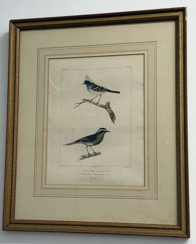 Pair Of 19th Century Bird Engravings