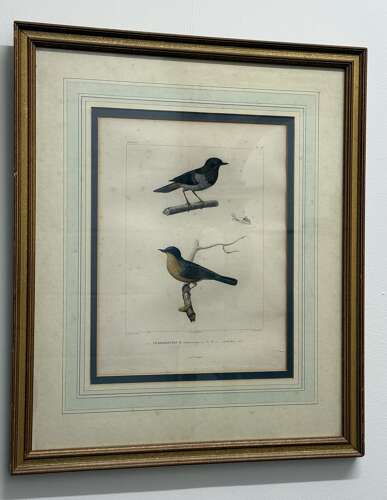 Pair Of 19th Century Bird Engravings