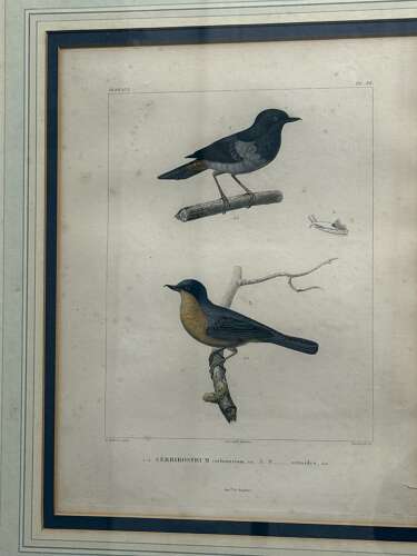 Pair Of 19th Century Bird Engravings