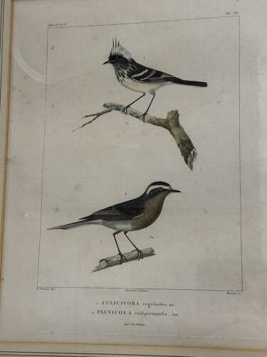 Pair Of 19th Century Bird Engravings
