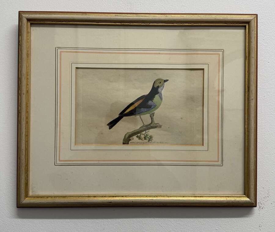 19th Century Bird Engraving