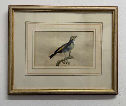 19th Century Bird Engraving
