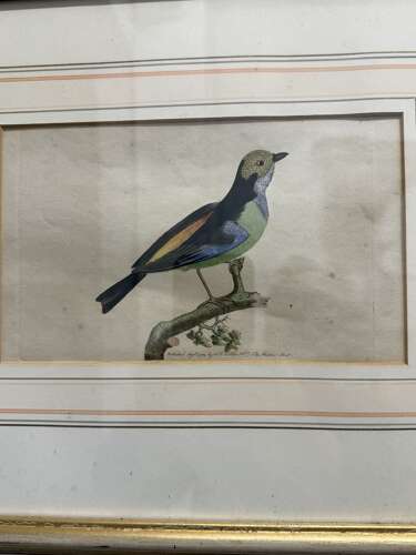 19th Century Bird Engraving