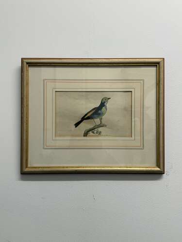 19th Century Bird Engraving