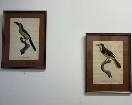 Pair Of 19th Century Exotic Bird Prints