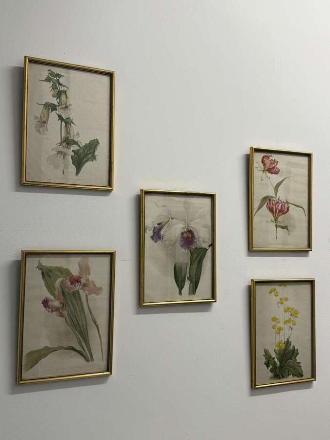 Set Of Antique Botanical Prints