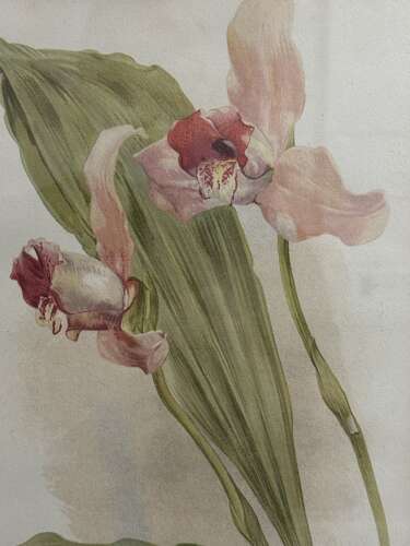 Set Of Antique Botanical Prints