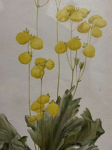 Set Of Antique Botanical Prints