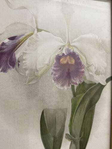 Set Of Antique Botanical Prints
