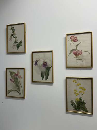Set Of Antique Botanical Prints