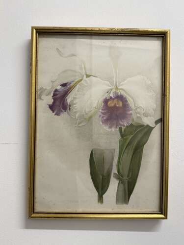 Set Of Antique Botanical Prints