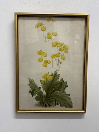 Set Of Antique Botanical Prints