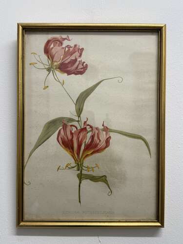 Set Of Antique Botanical Prints