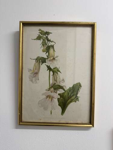 Set Of Antique Botanical Prints