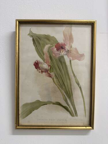 Set Of Antique Botanical Prints