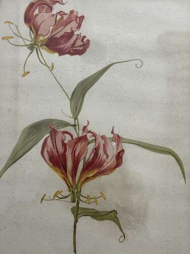 Set Of Antique Botanical Prints