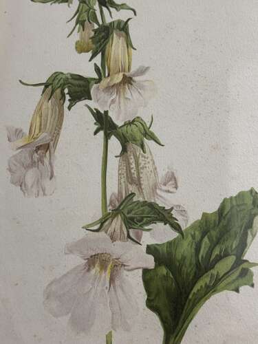 Set Of Antique Botanical Prints